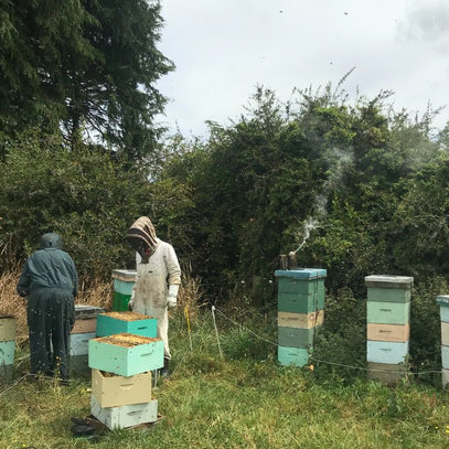 beekeepers in the apiary